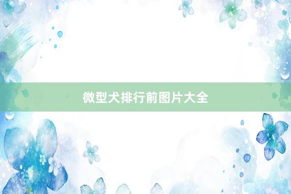微型犬排行前图片大全